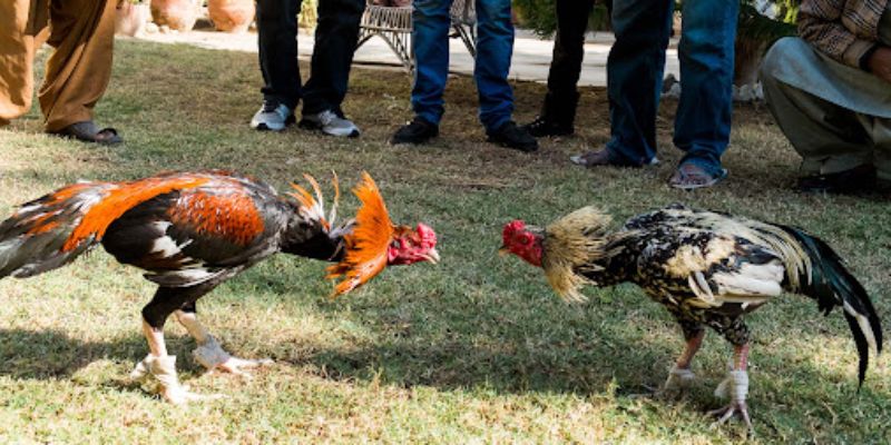 Hình thức trực tiếp đá gà 67 phổ biến