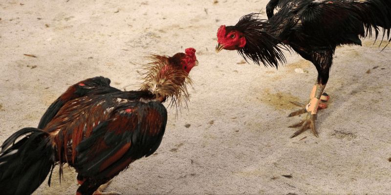 Tìm hiểu đôi nét về trực tiếp đá gà 67